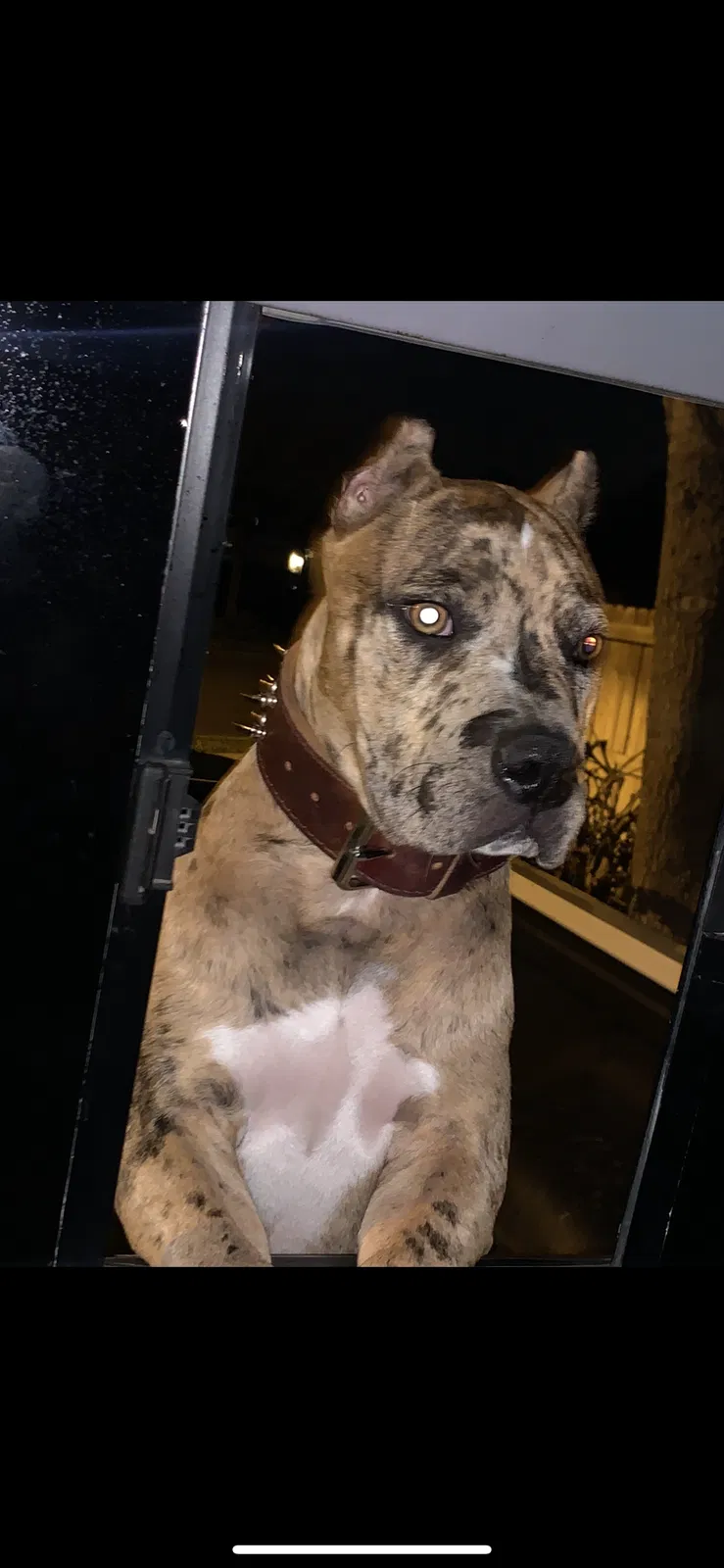 Lost dog in George West, TX, 78022
