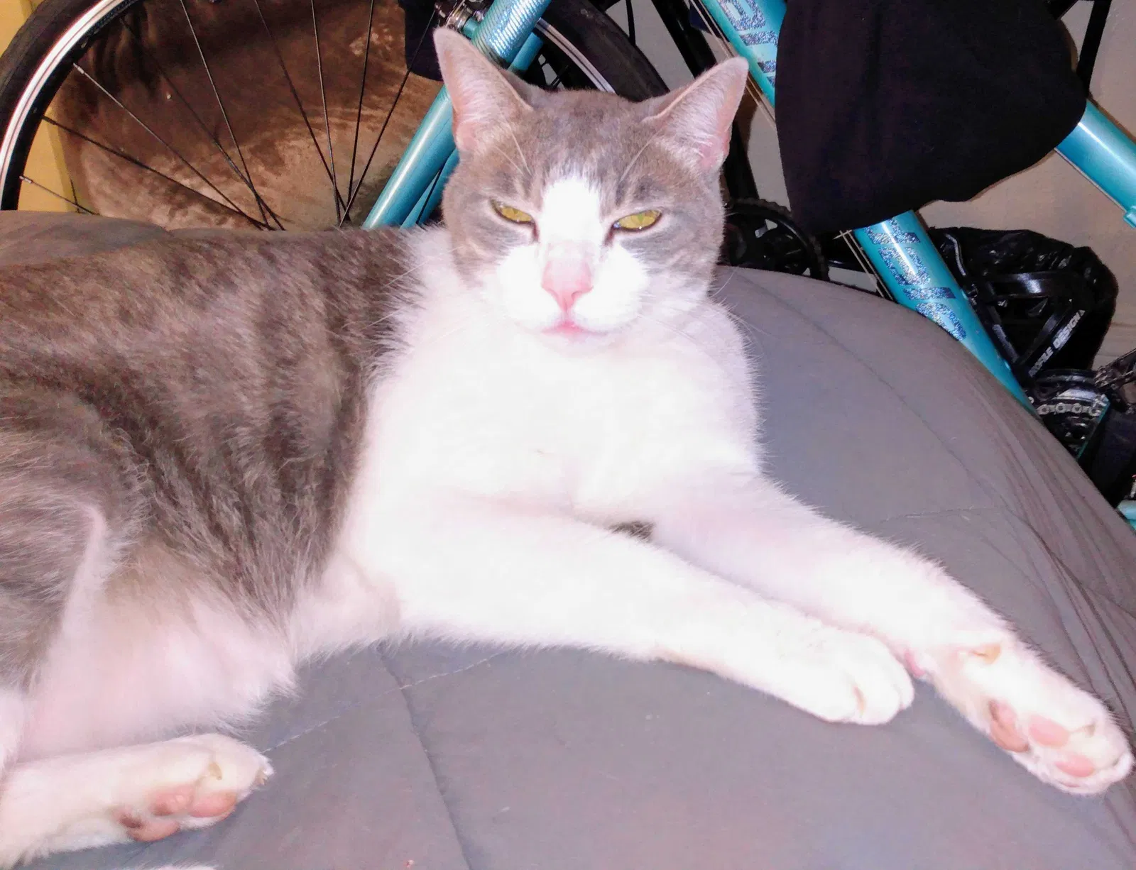 Lost cat in Dallas, TX, 75204