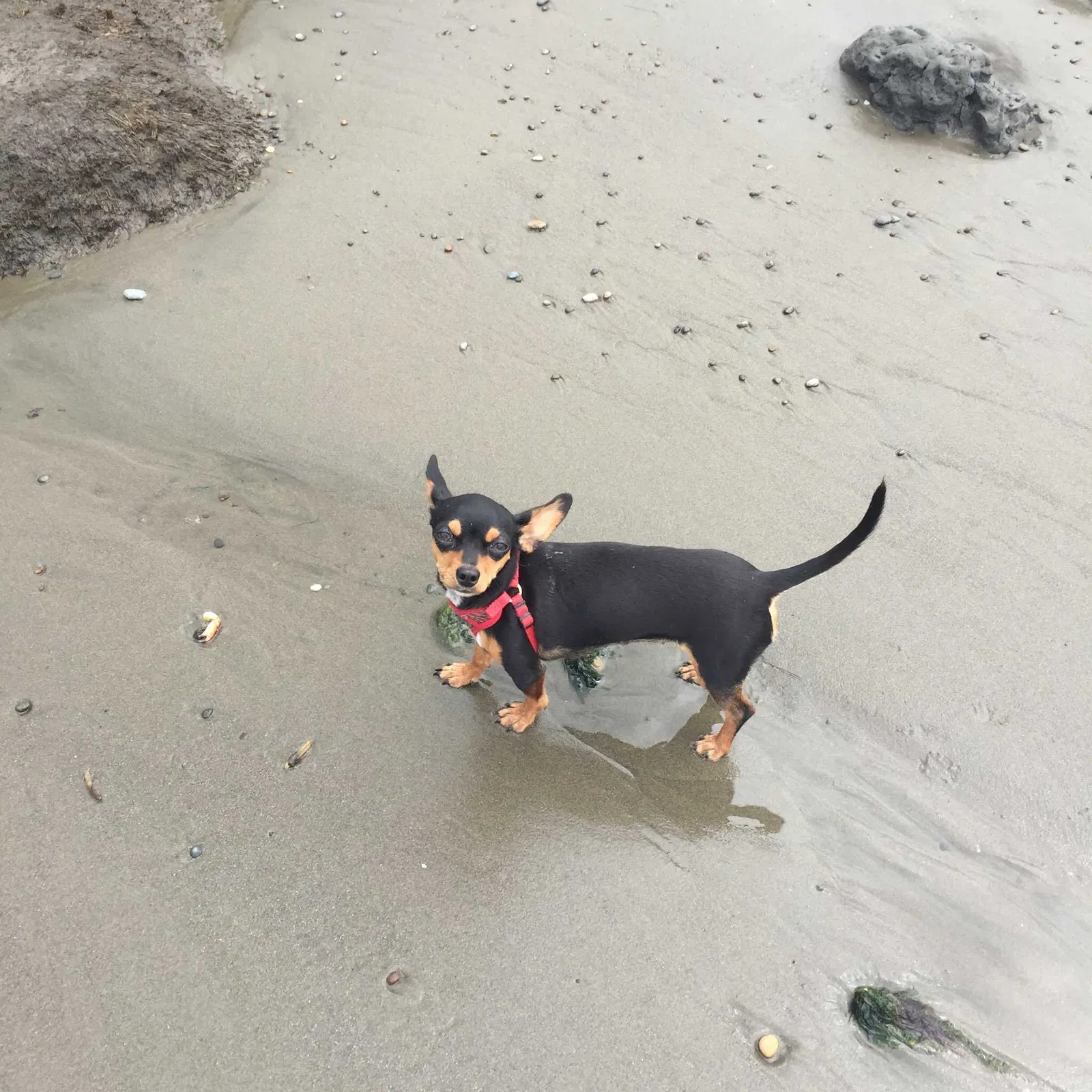Lost dog in Raymond, WA, 98577