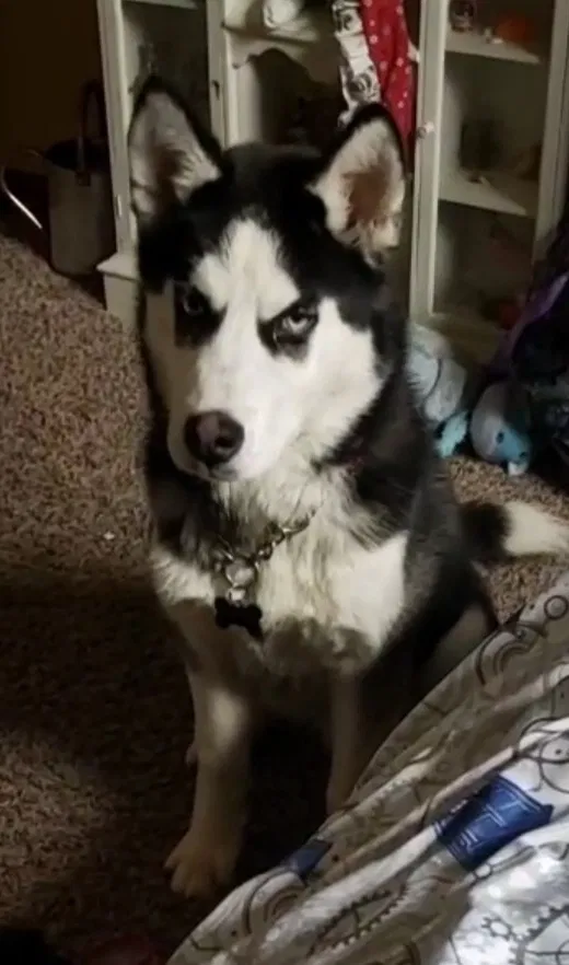 Lost dog in Independence, MO, 64056