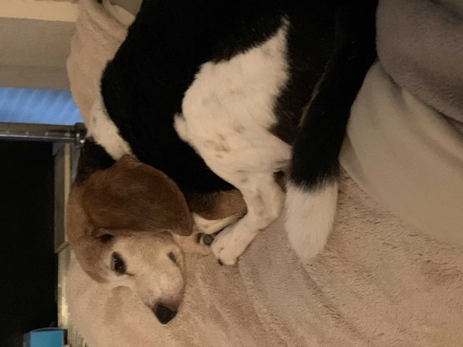 Lost dog in Alvord, TX, 76225