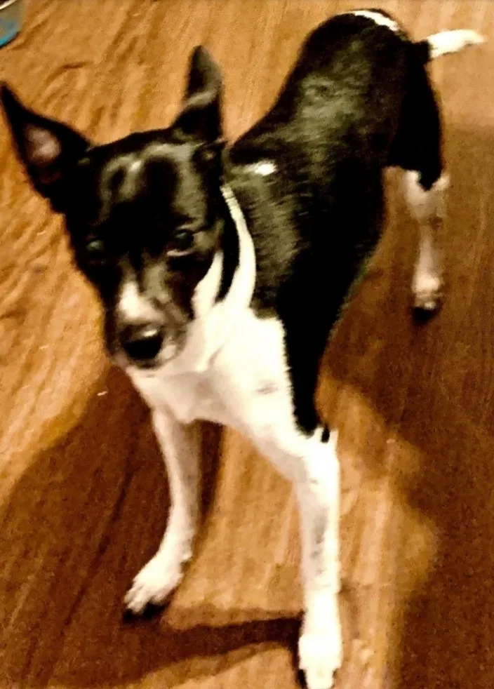 Lost dog in Atlanta, GA, 30316
