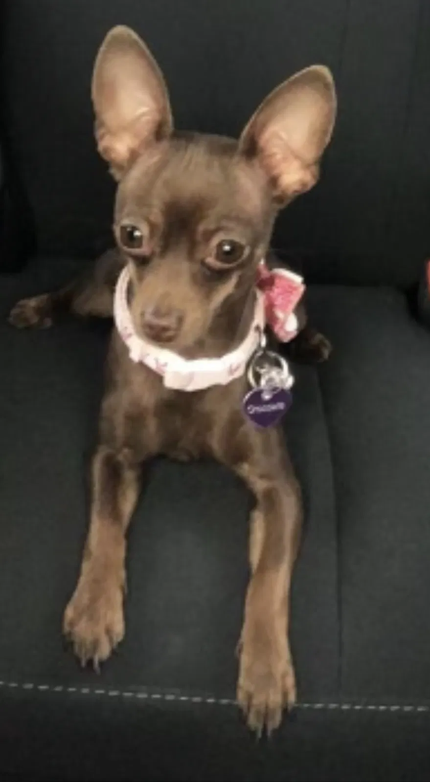 Lost dog in Norwalk, CA, 90650