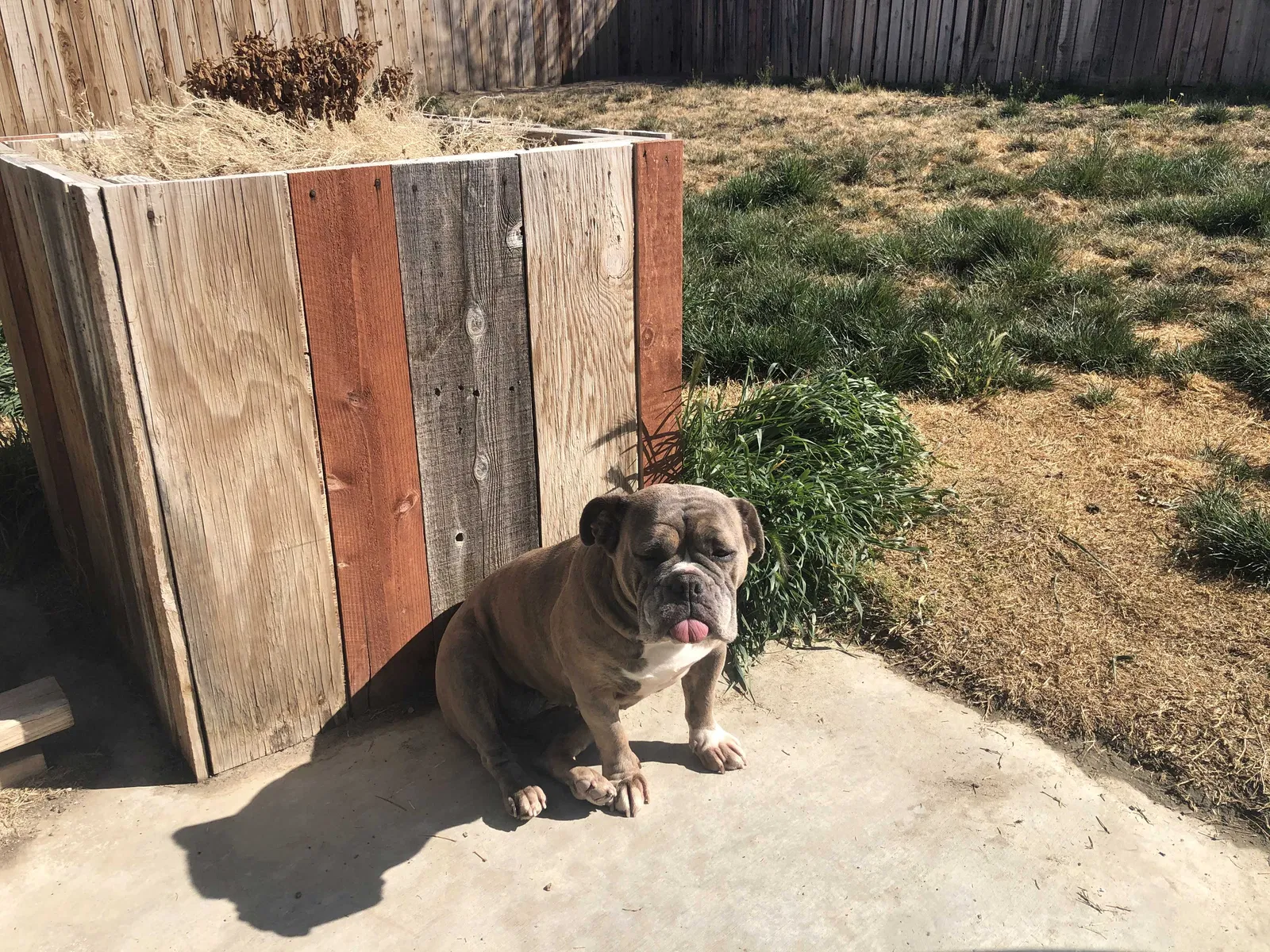 Lost dog in Lancaster, CA, 93535