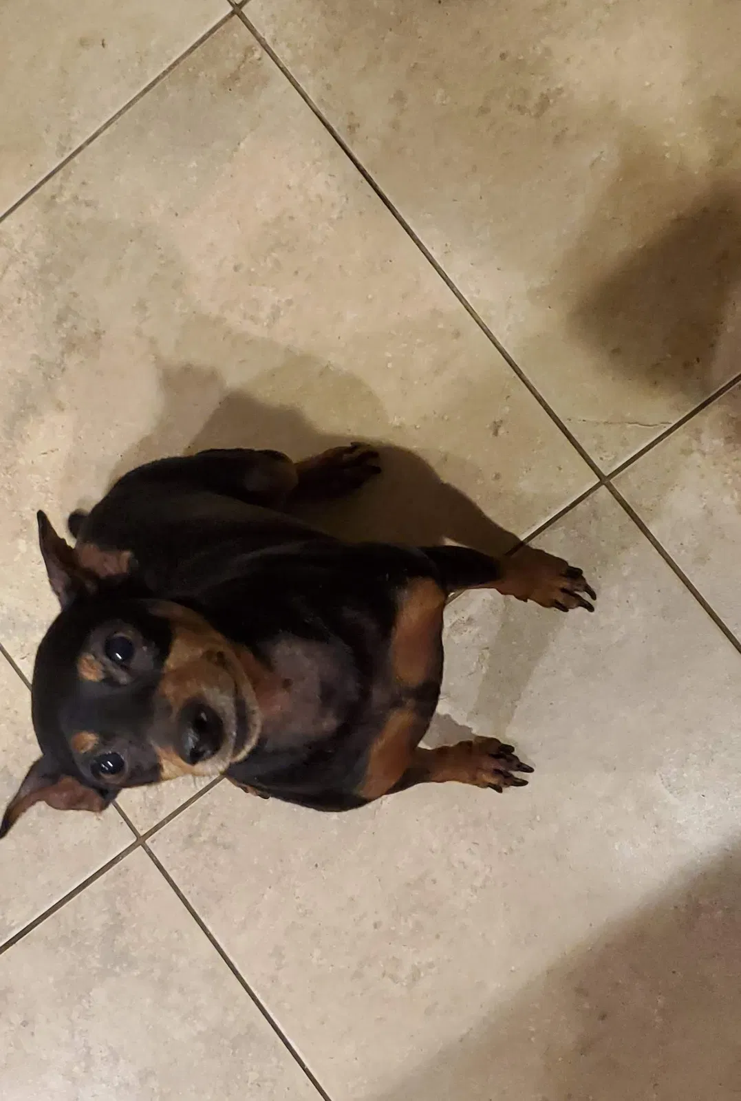 Lost dog in Northampton, PA, 18067