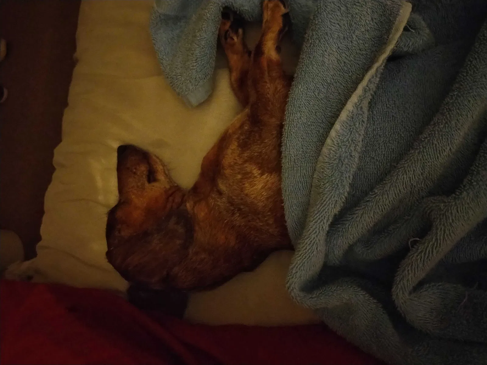 Lost dog in Lawton, OK, 73501