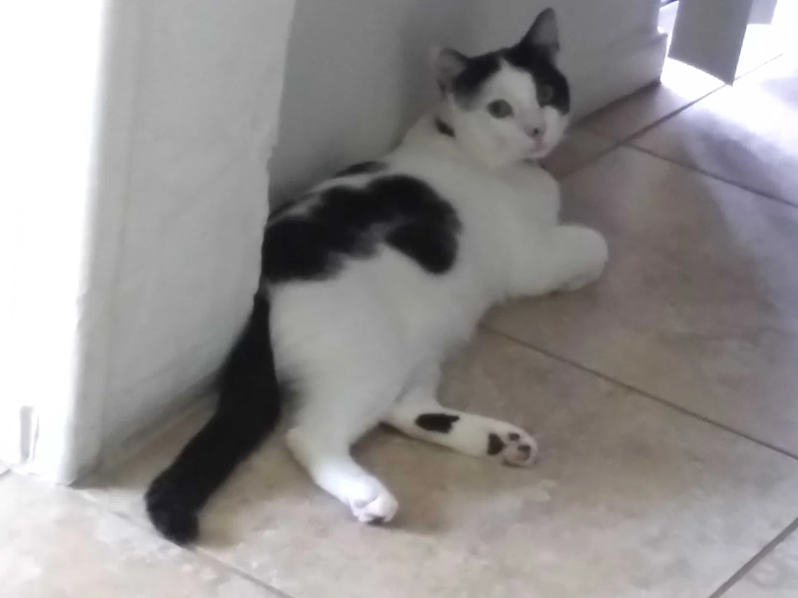 Lost cat in Kissimmee, FL, 34741