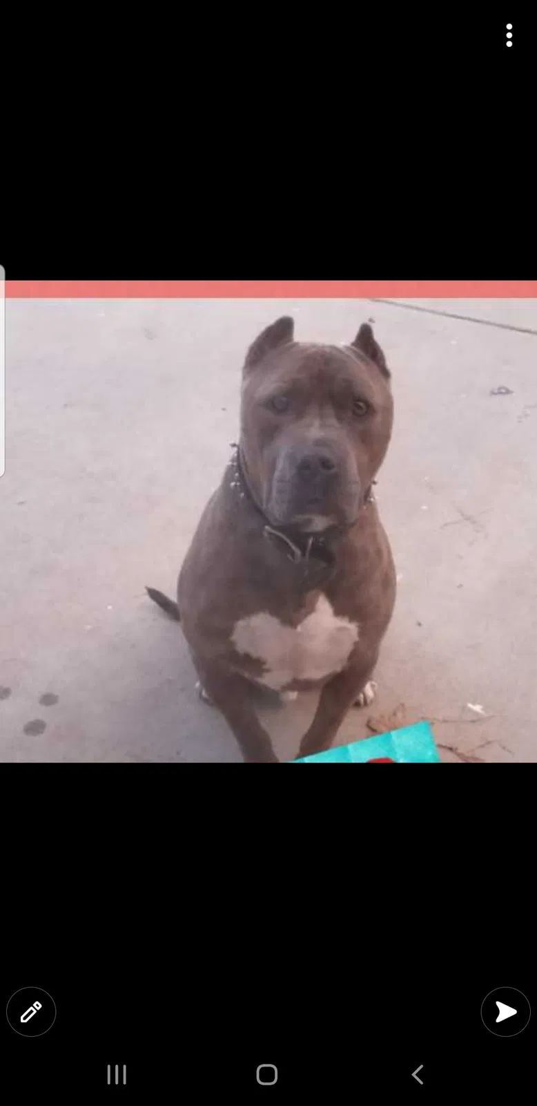 Lost dog in Rialto, CA, 92377