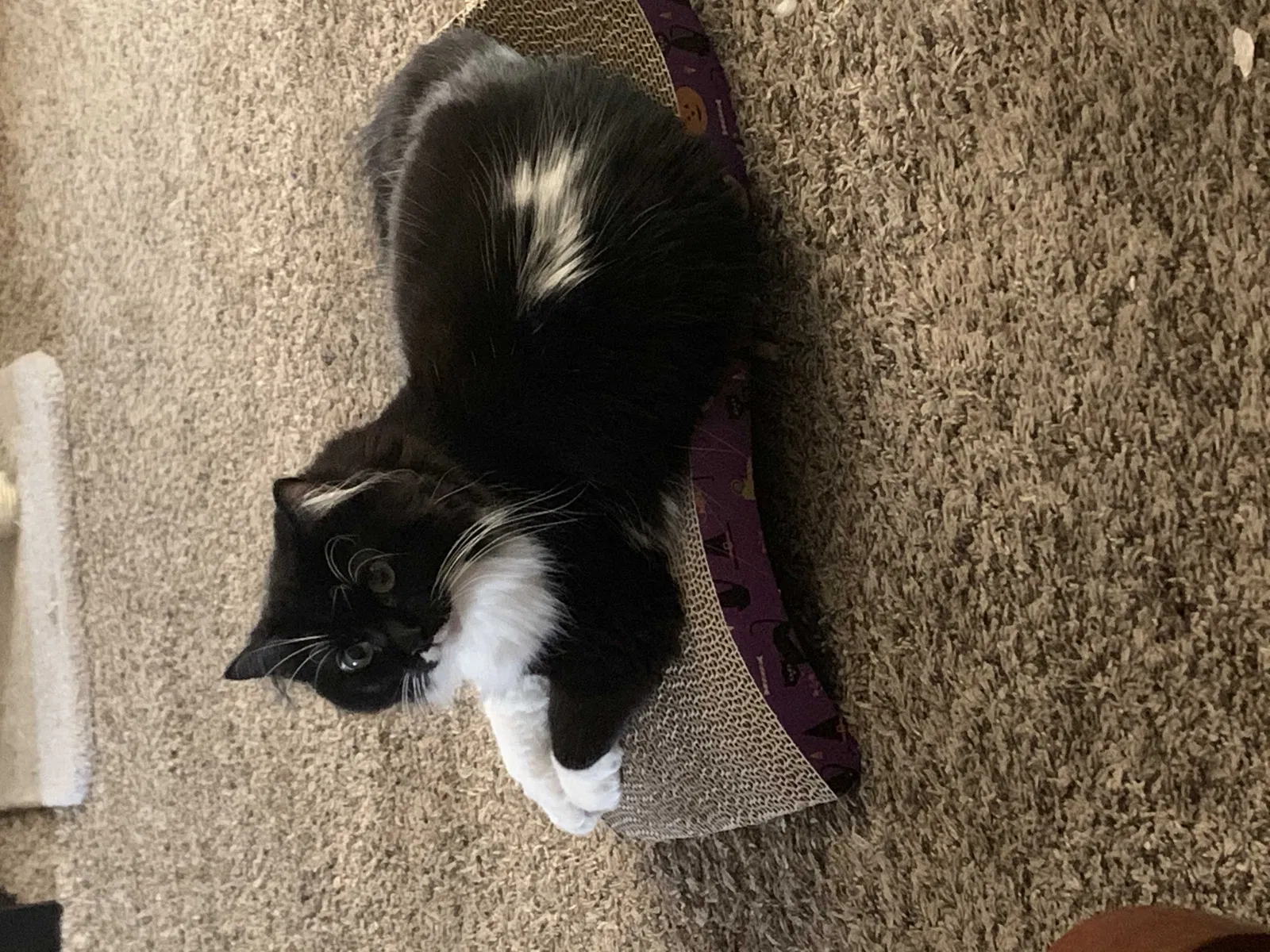 Lost cat in Sale Creek, TN, 37373