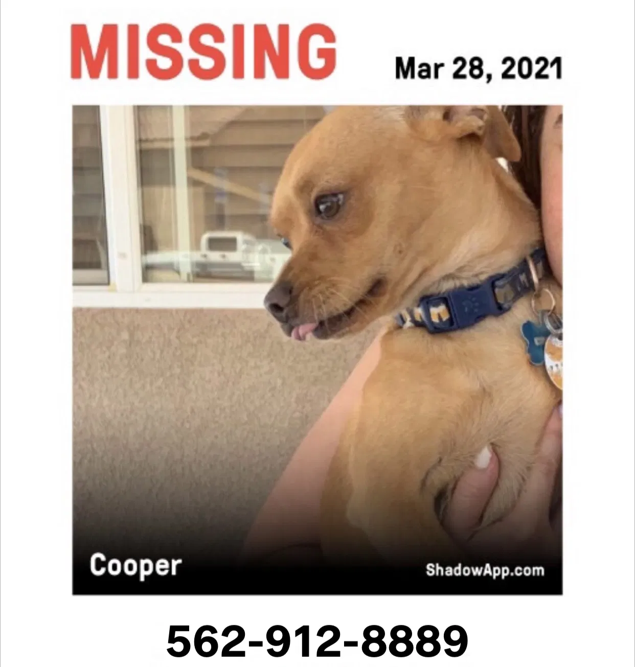 Lost dog in Victorville, CA, 92395