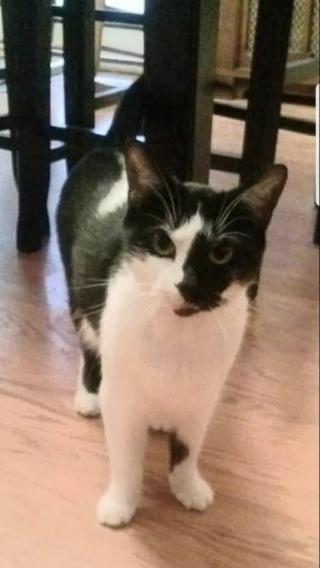 Lost cat in Tulsa, OK, 74145