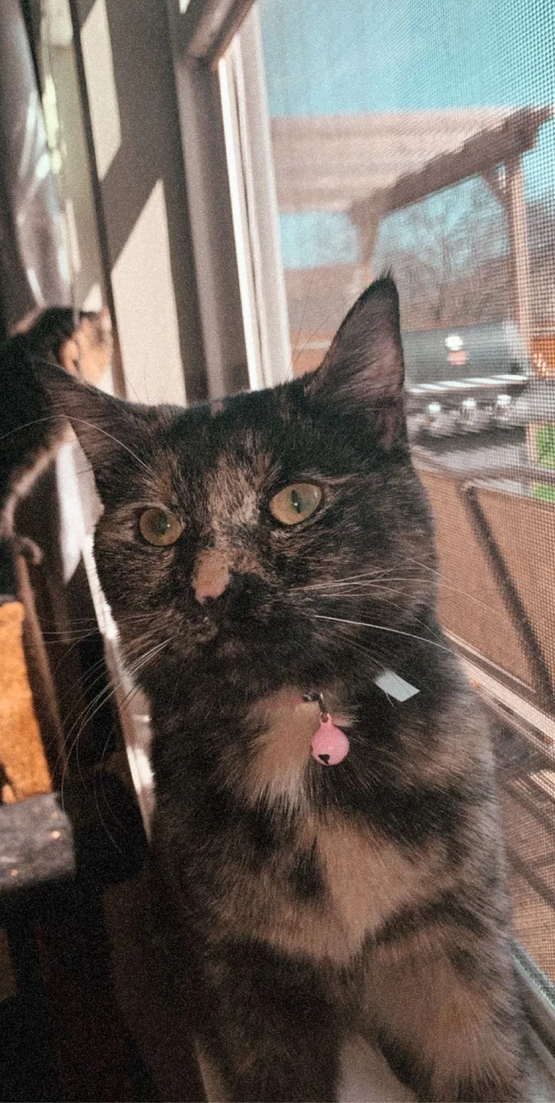 Lost cat in Indianapolis, IN, 46259