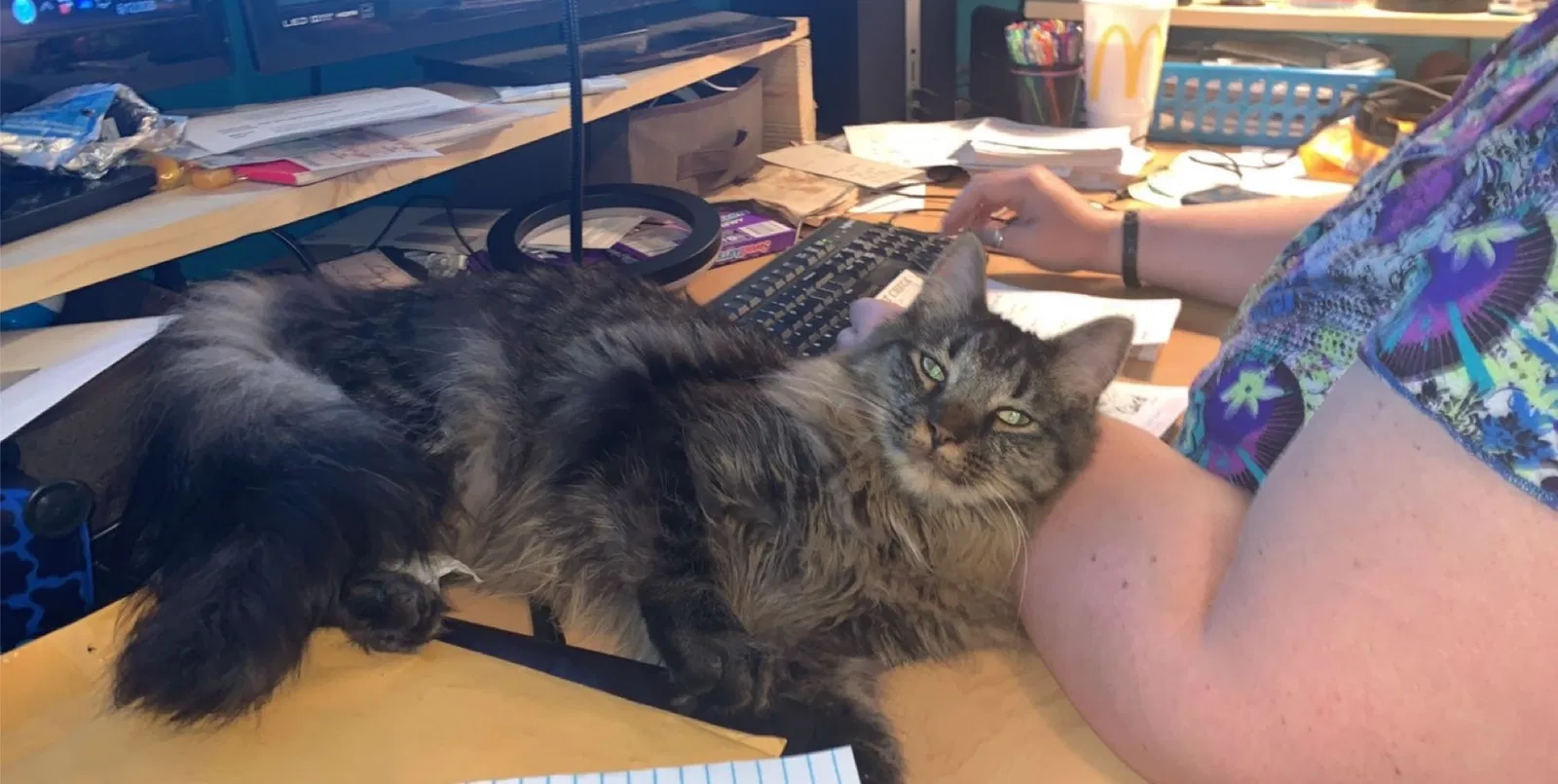 Lost cat in Indianapolis, IN, 46259