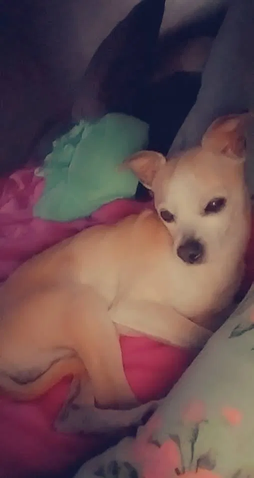 Lost dog in Rialto, CA, 92376