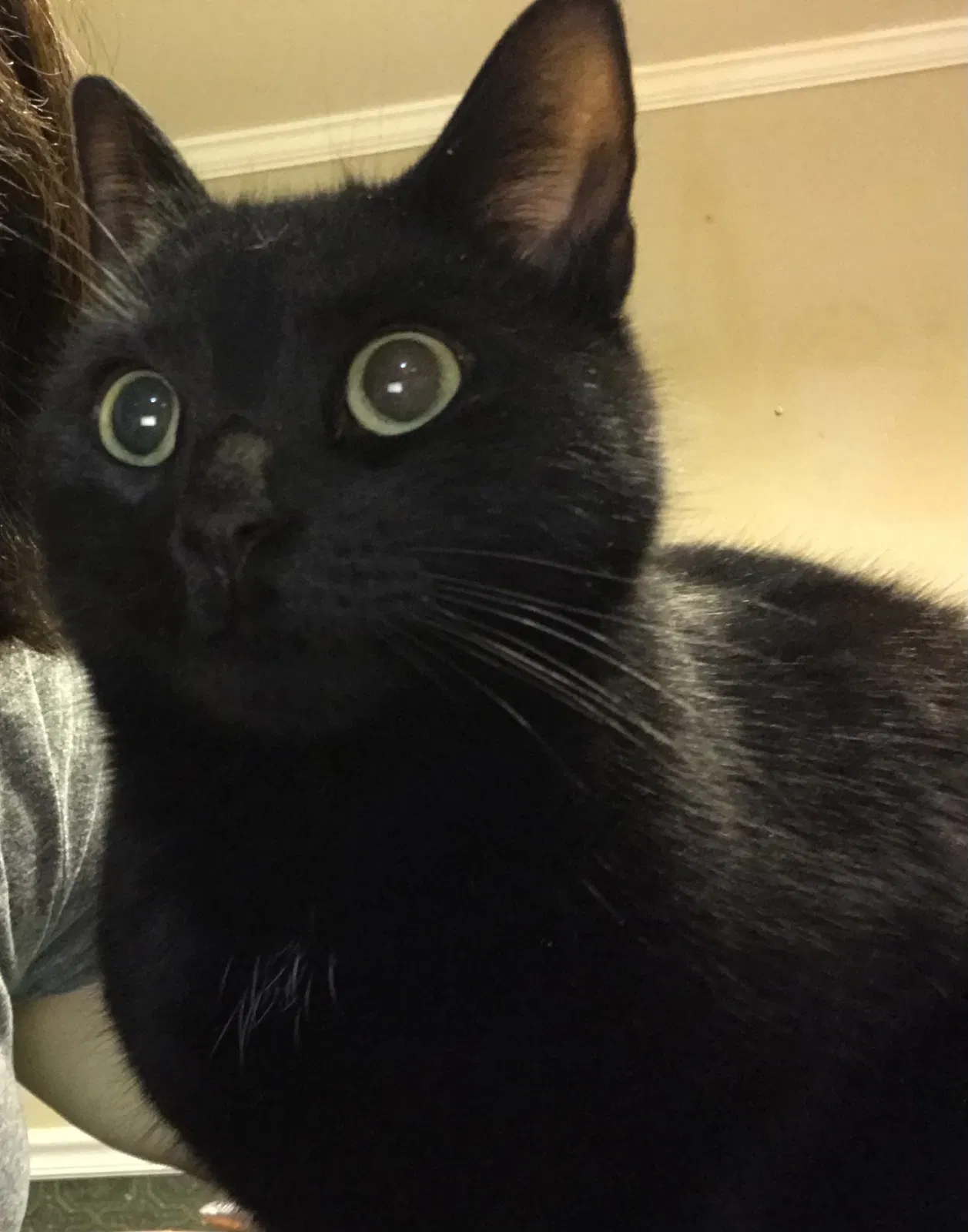Lost cat in Rural Hall, NC, 27045