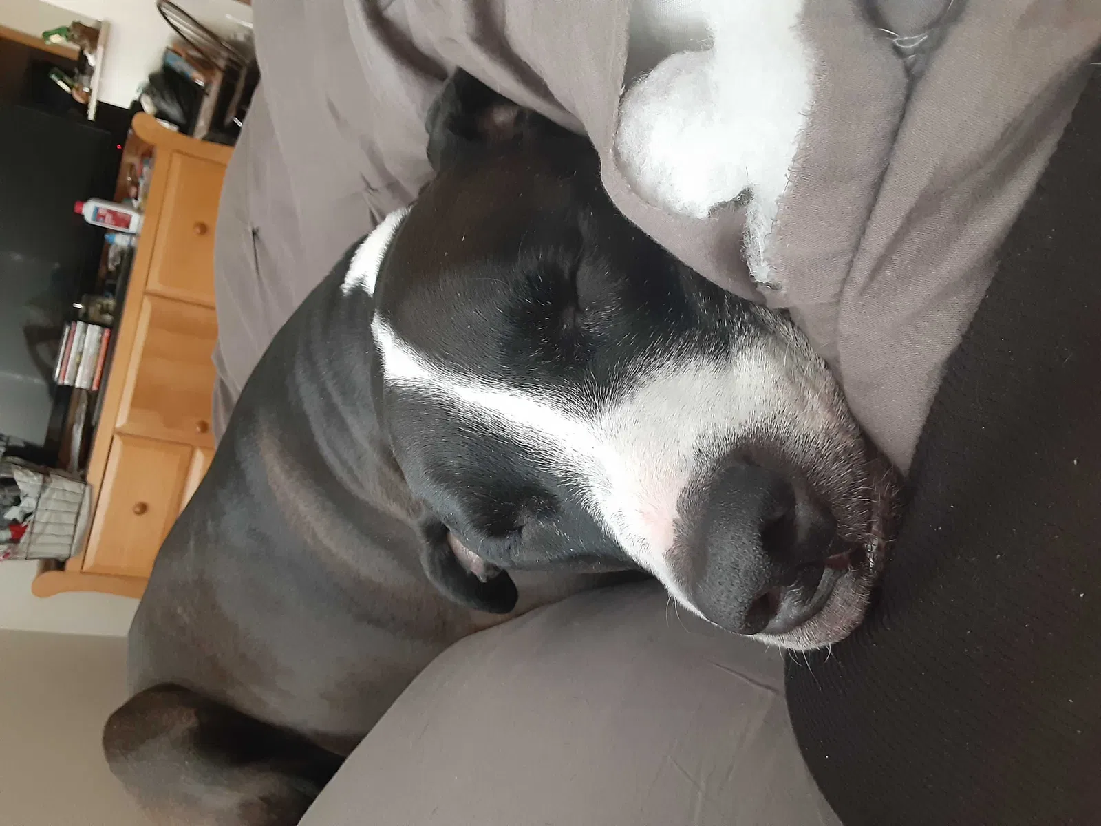 Lost dog in Boise, ID, 83713