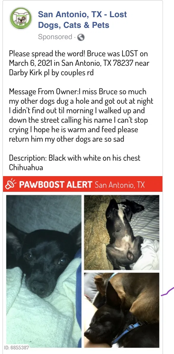 Lost dog in San Antonio, TX, 78226