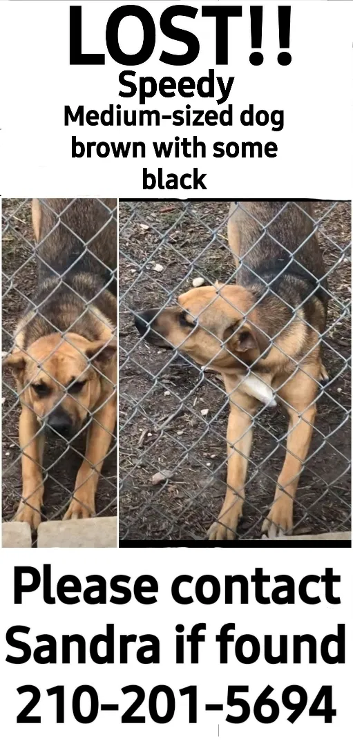 Lost dog in San Antonio, TX, 78226