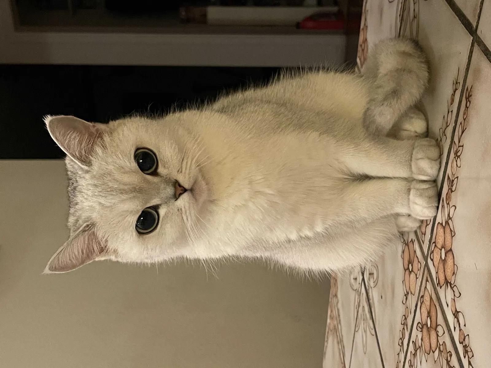 Lost cat in Ontario, CA, 91762