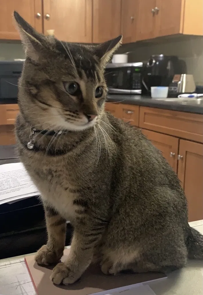 Lost cat in Napa, CA, 94558