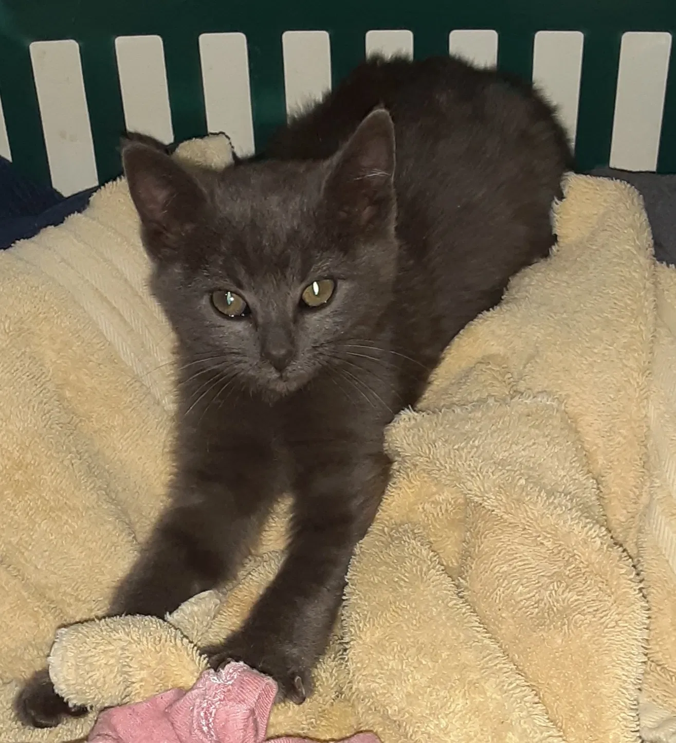 Lost cat in Oneonta, AL, 35121