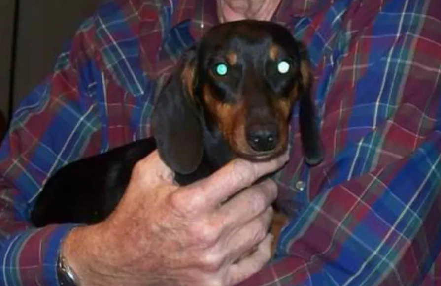 Lost dog in Quinlan, TX, 75474