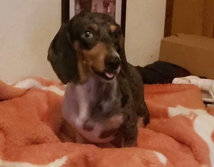 Lost dog in Quinlan, TX, 75474