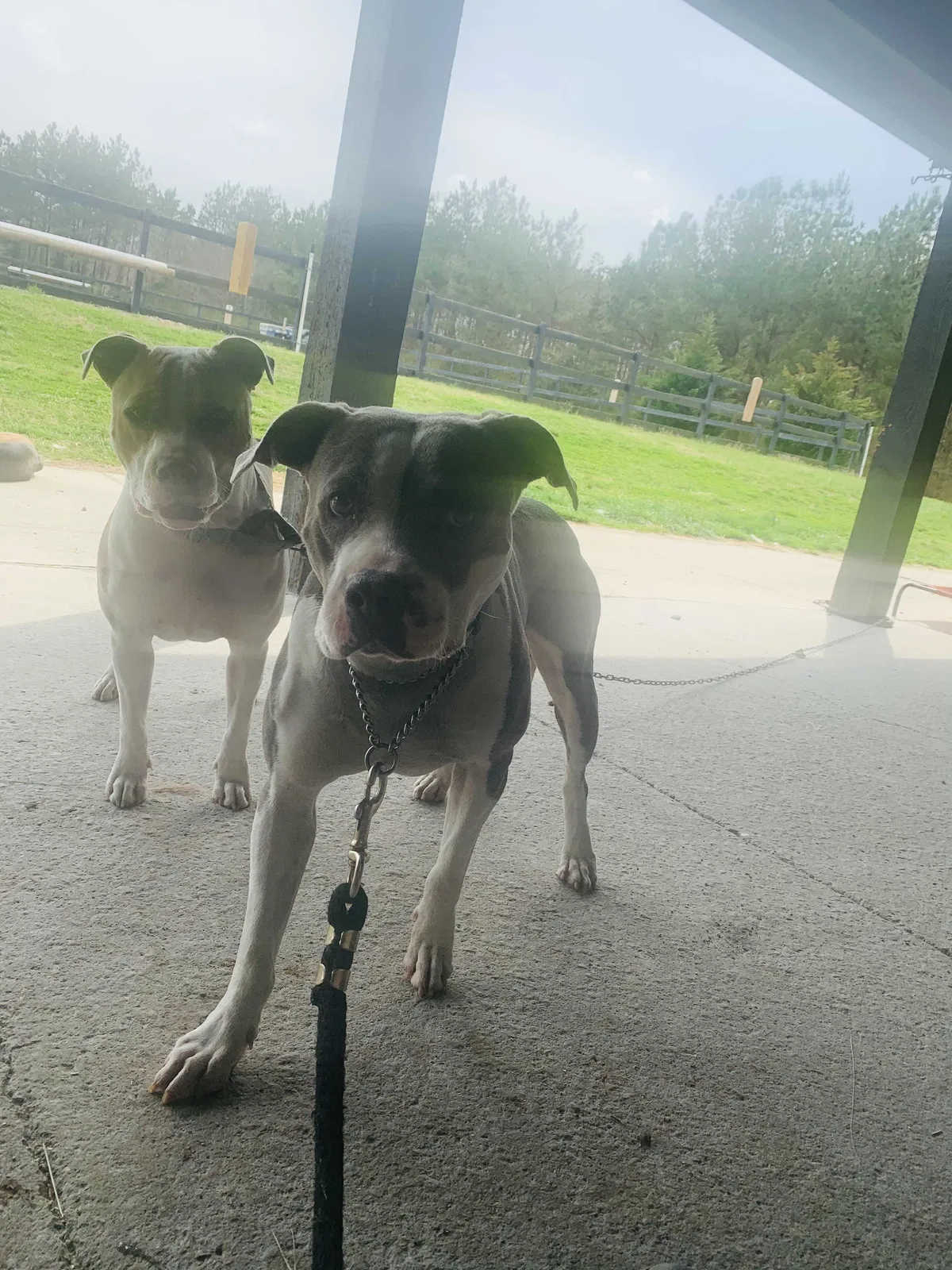 Lost dog in Fayetteville, NC, 28311