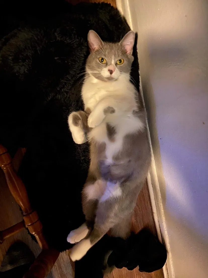 Lost cat in Warren, MI, 48091