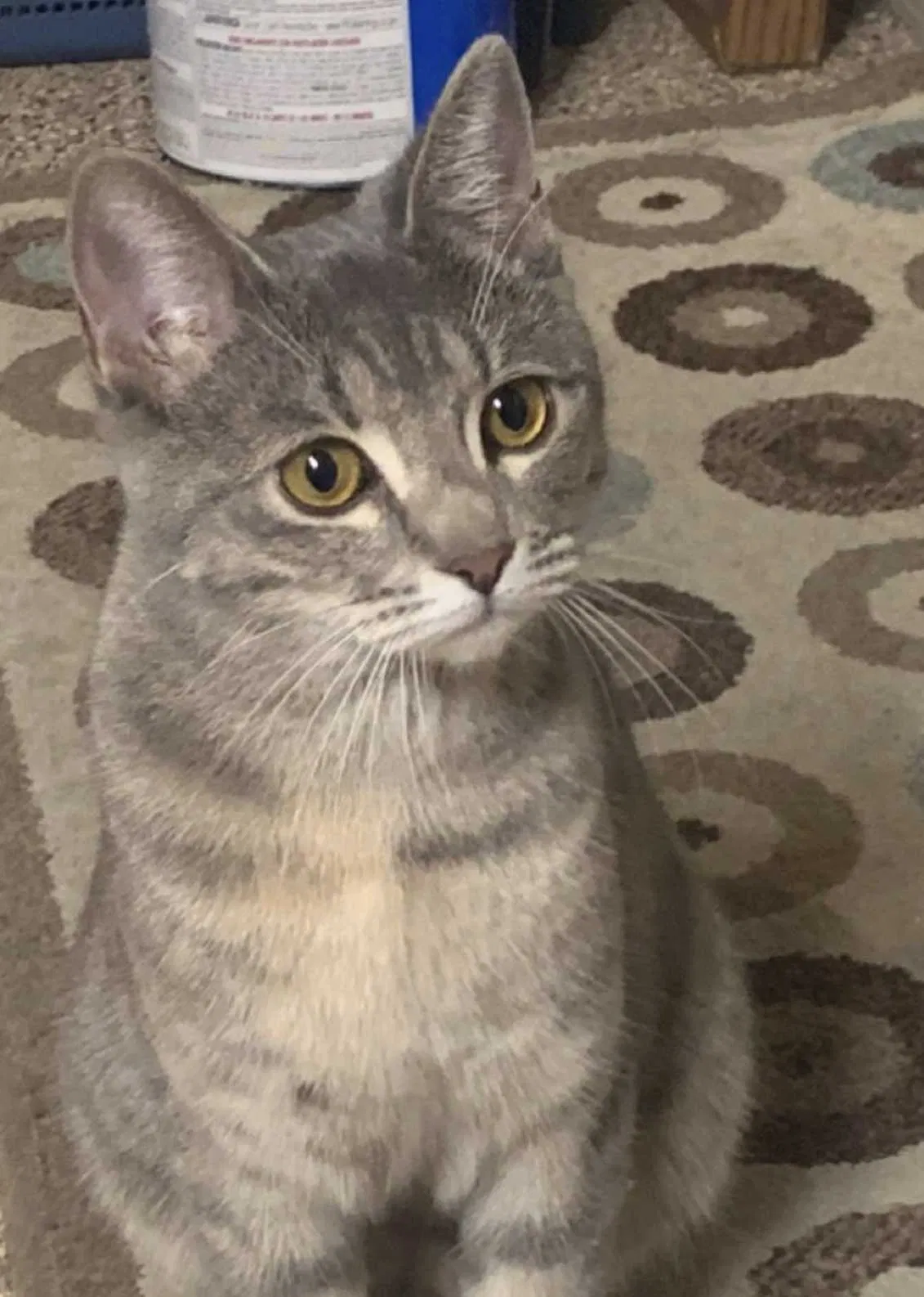 Lost cat in Peoria, AZ, 85382