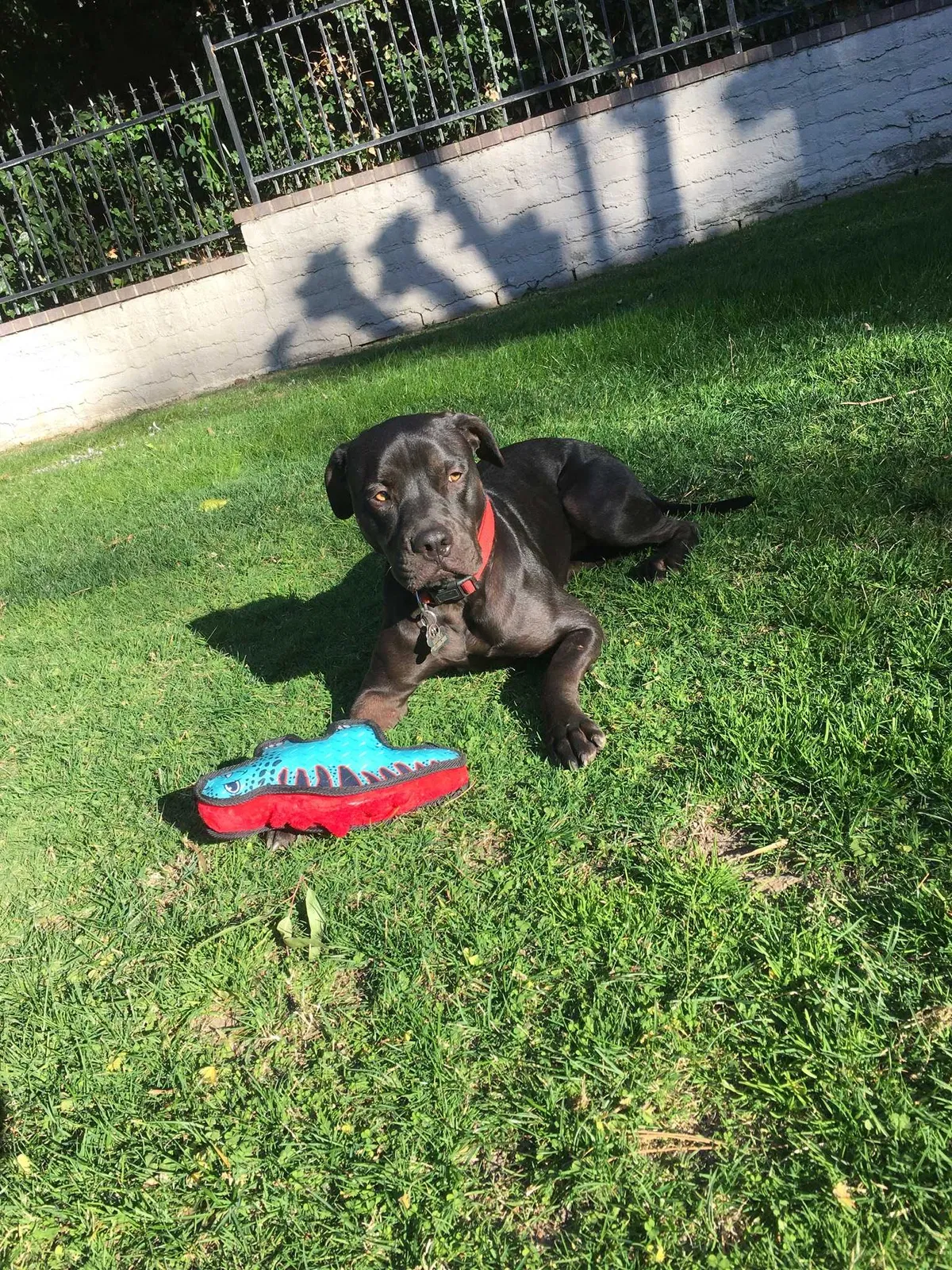 Lost dog in Riverside, CA, 92506