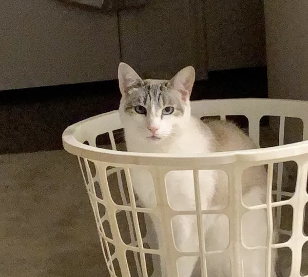 Lost cat in Tampa, FL, 33647