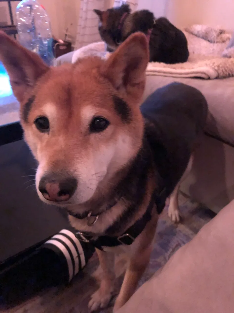 Lost dog in Downers Grove, IL, 60515