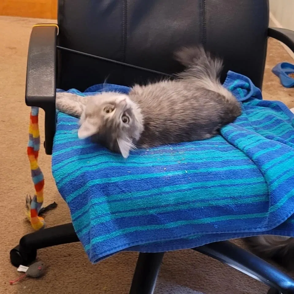 Lost cat in Connellsville, PA, 15425
