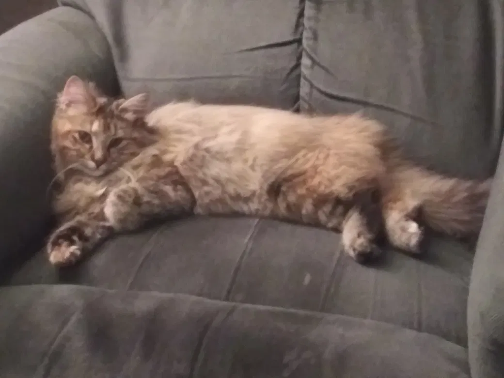 Lost cat in Kansas City, MO, 64110