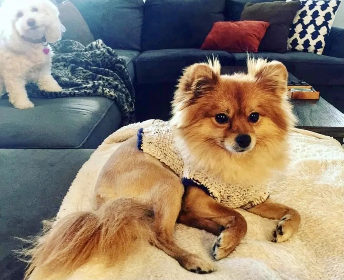 Lost dog in Phoenix, AZ, 85018