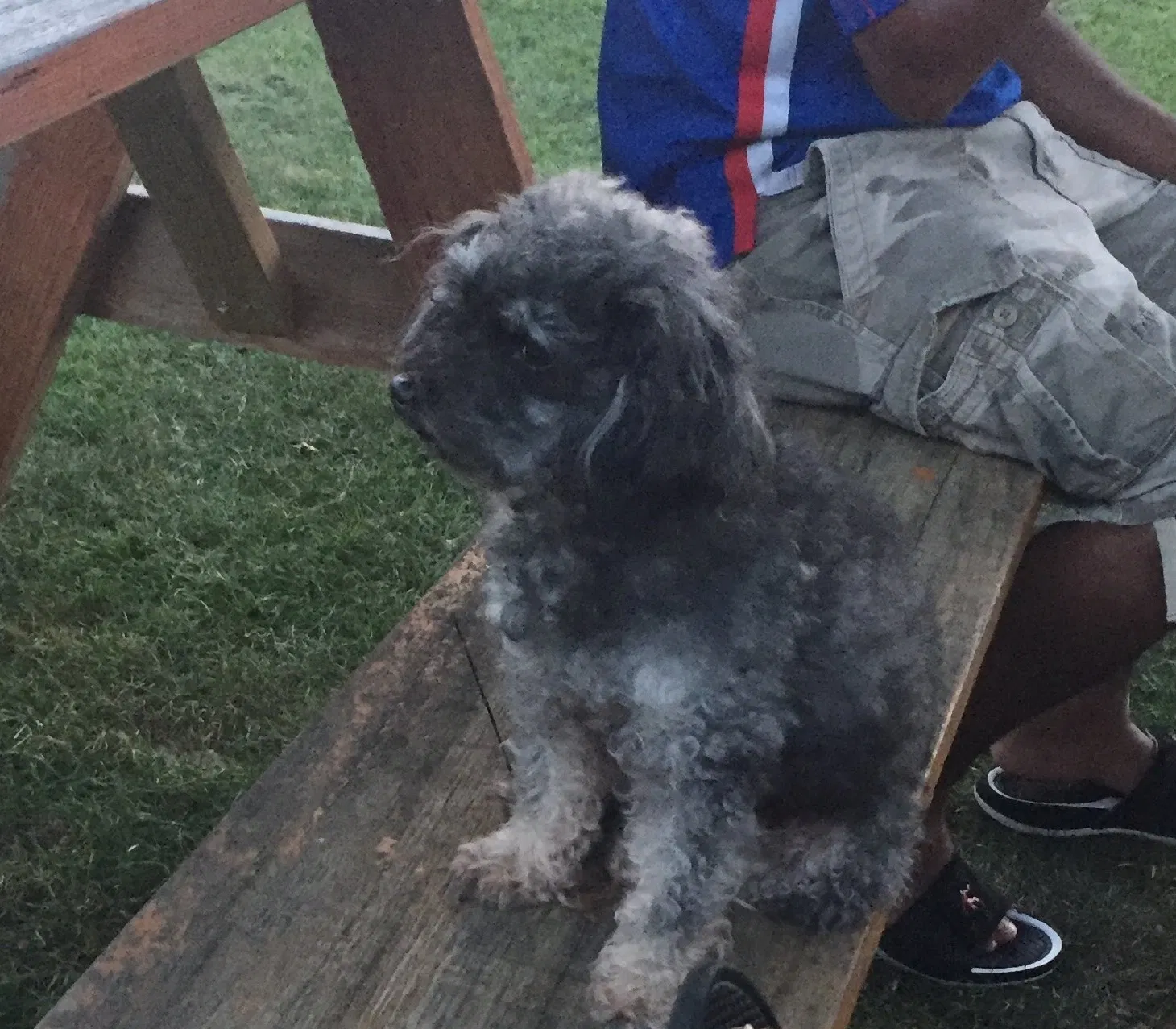 Lost dog in Indianapolis, IN, 46222