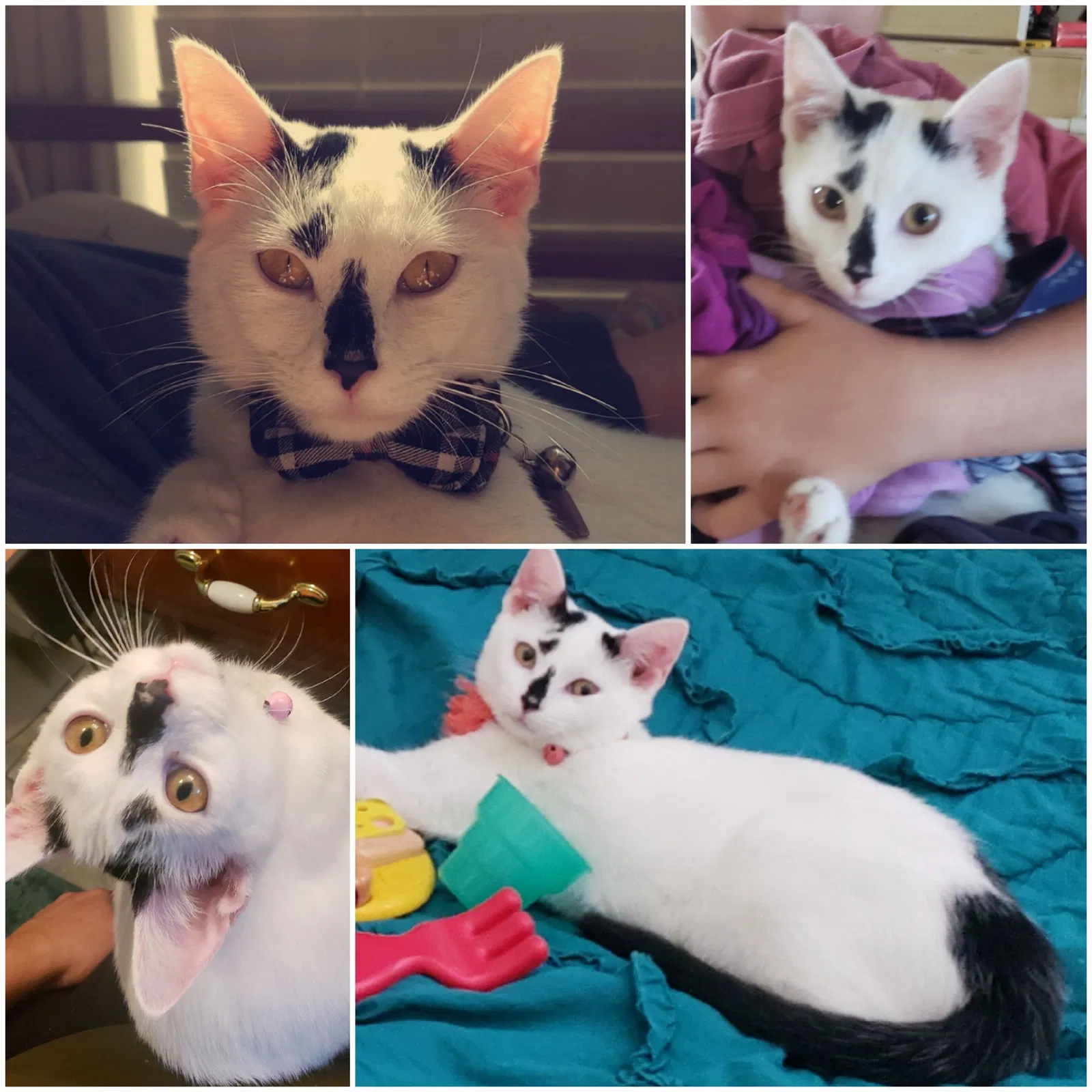 Lost cat in Coxs Creek, KY, 40013
