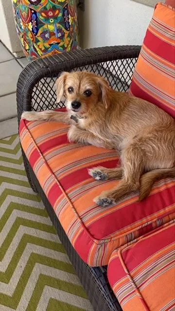 Lost dog in Aliso Viejo, CA, 92656