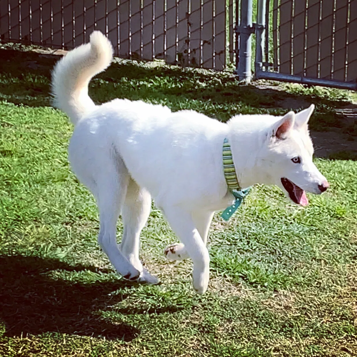 Lost dog in Modesto, CA, 95350