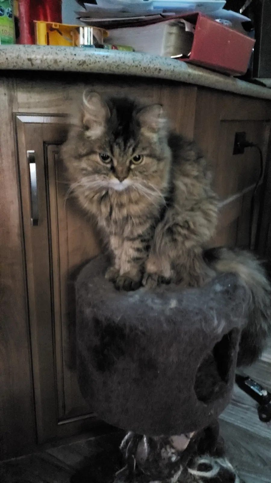 Lost cat in Feasterville Trevose, PA, 19053
