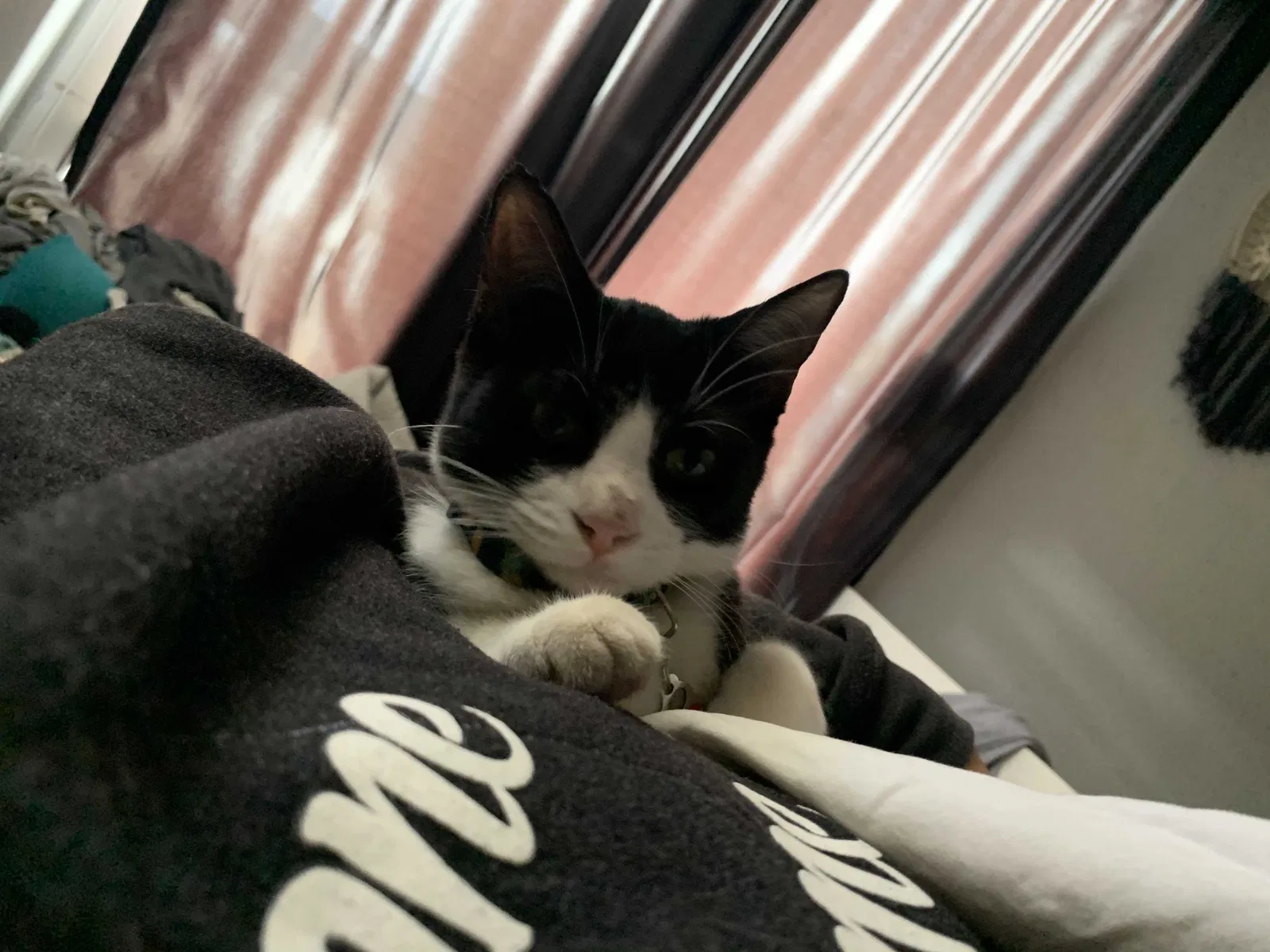 Lost cat in Spring Valley, CA, 91977