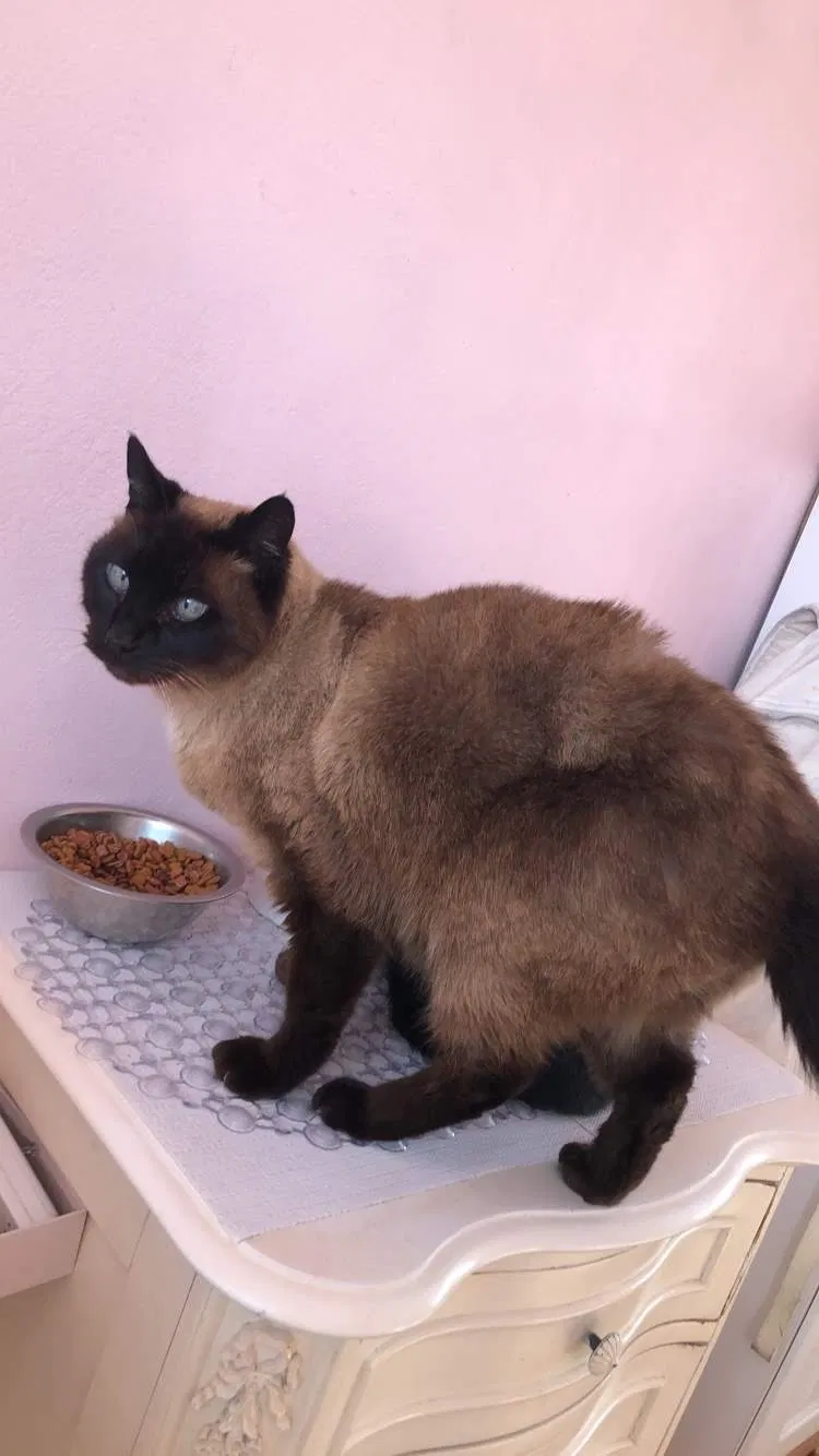 Lost cat in Hayward, CA, 94544