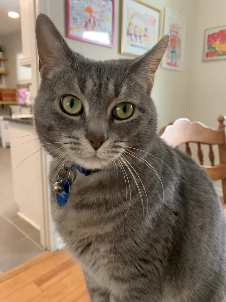 Lost cat in Carmel, IN, 46033