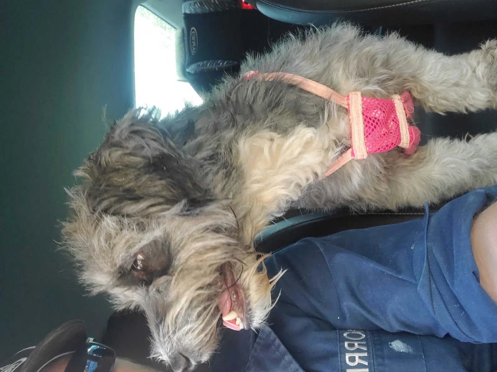 Found dog in Queen Creek, AZ, 85142