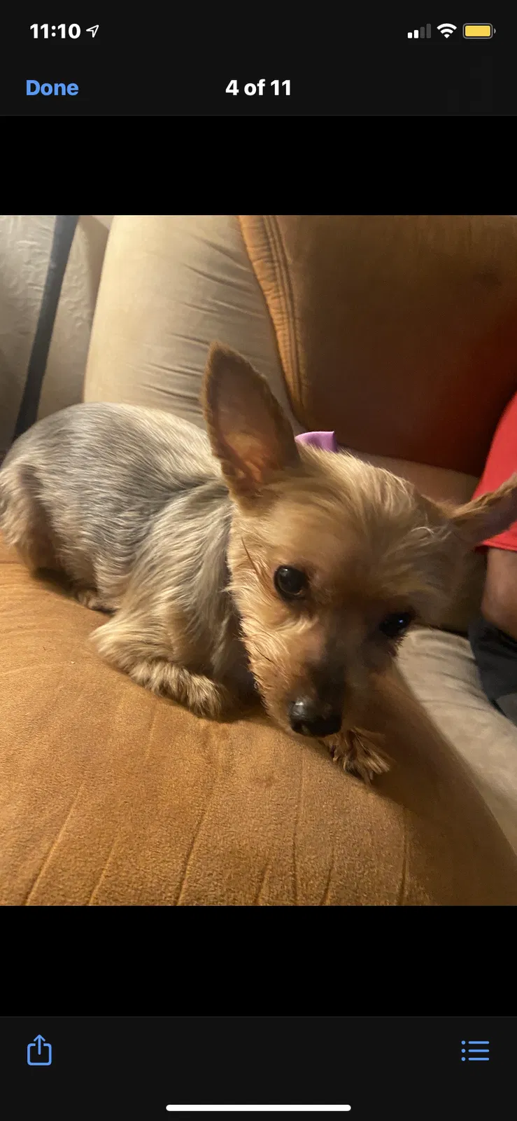 Lost dog in Mattapan, MA, 2126