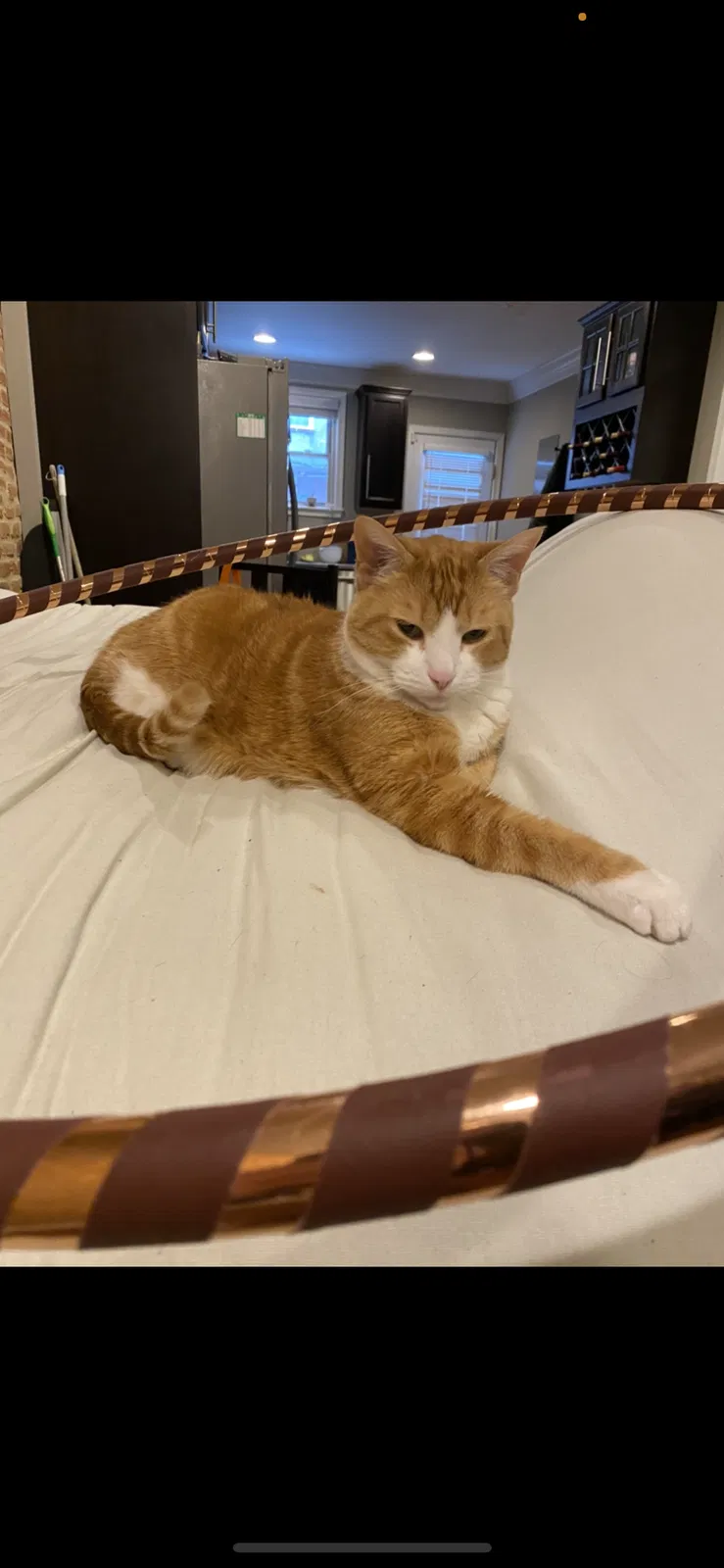 Lost cat in Baltimore, MD, 21224