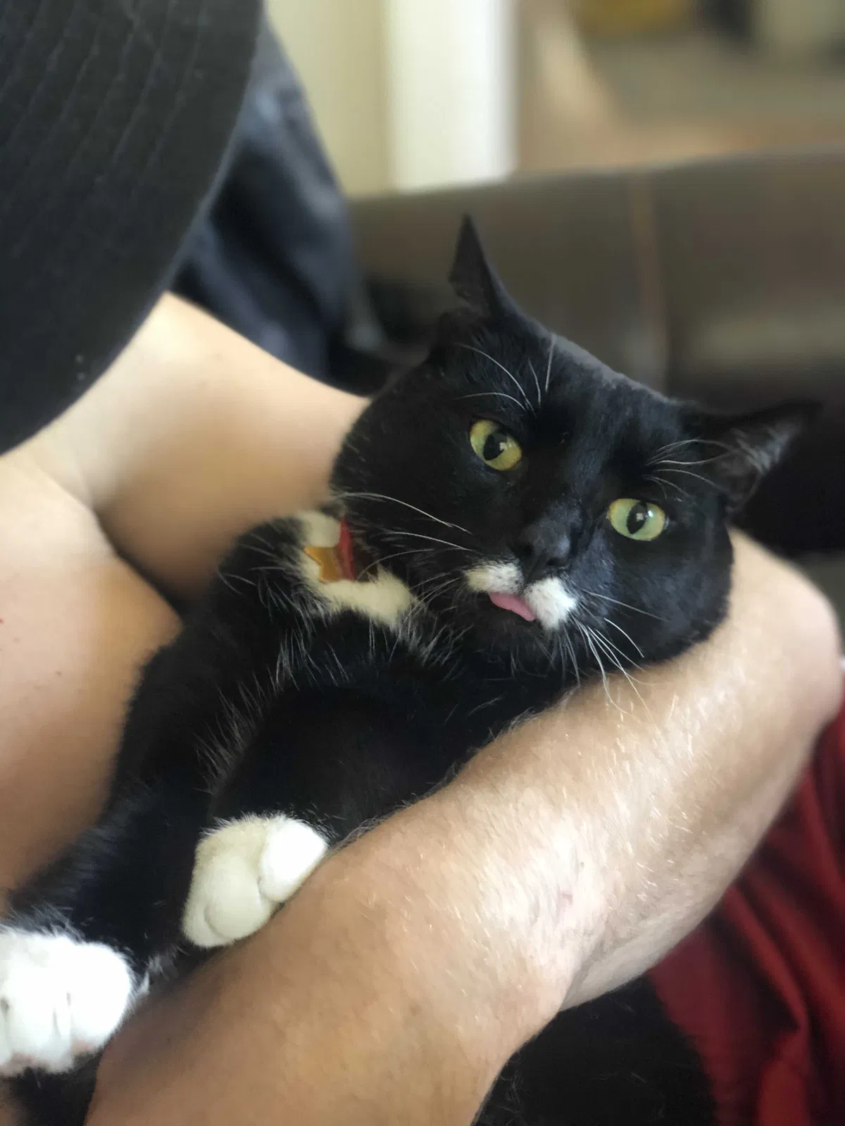 Lost cat in Nashville, TN, 37218