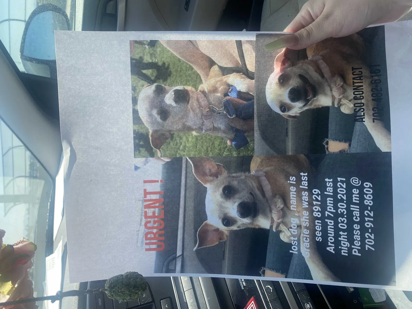 Lost dog in Las Vegas, NV, 89129