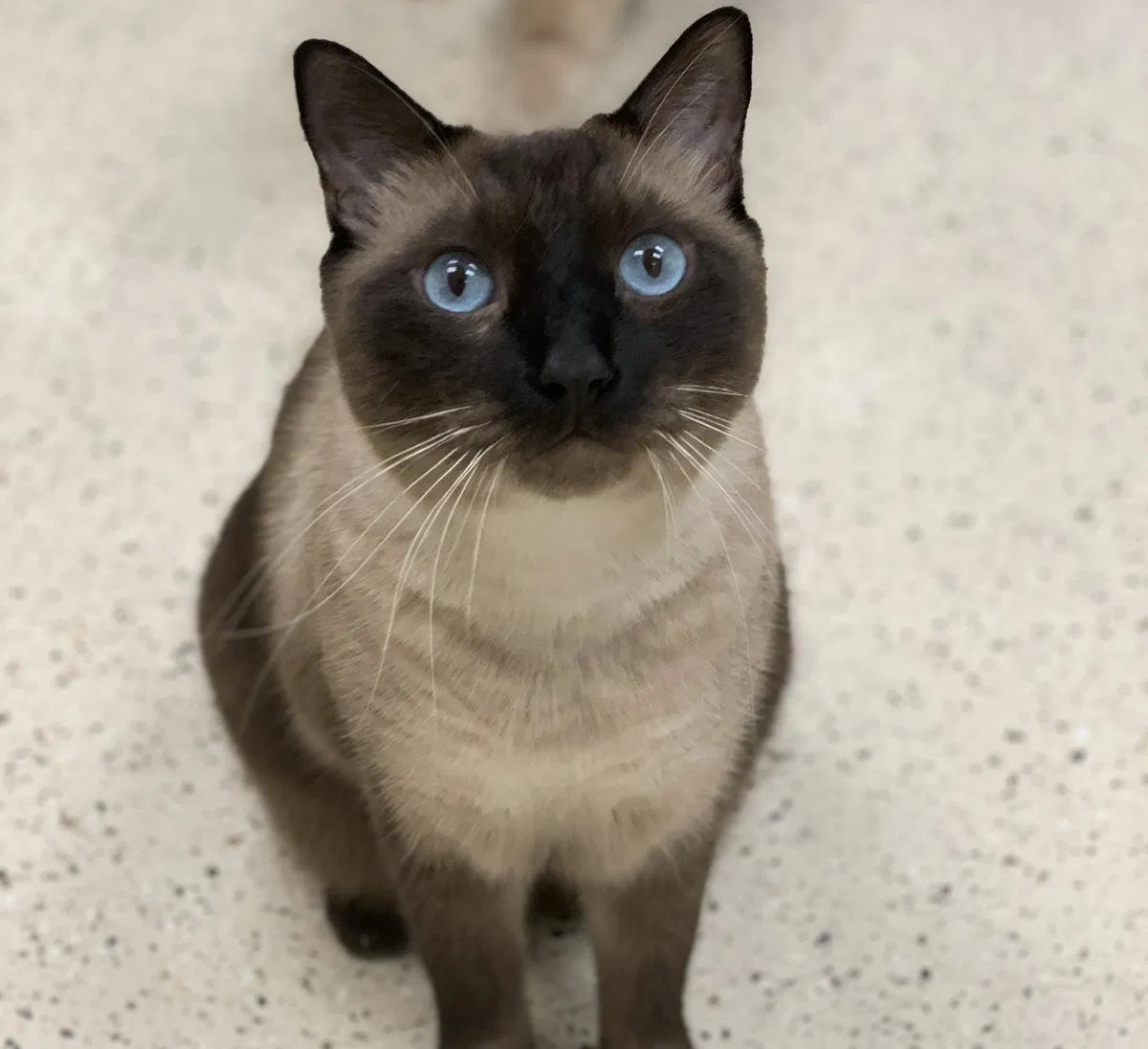 Lost cat in Miami, FL, 33137